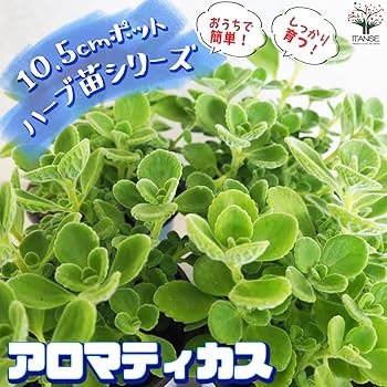 アロマティカス ポットごと発送！無農薬 多肉植物/ハーブ　ｍ24 2ポットセット 香る 多肉植物 アロマティカス ハーブ 虫除け